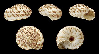 Anguispira alternata, Shell