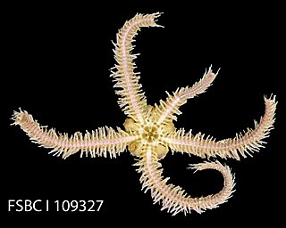 <i>Ophiothrix angulata</i> Species of brittle star