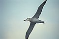 description : Antarctica, albatros. Photo prise en janvier (été austral)