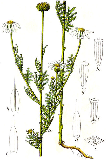 Anthemis austriaca Sturm42.jpg