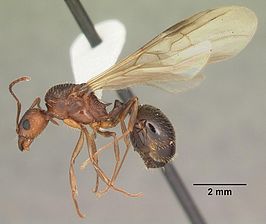 Aphaenogaster carolinensis