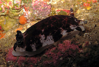 <i>Aphelodoris luctuosa</i> species of mollusc