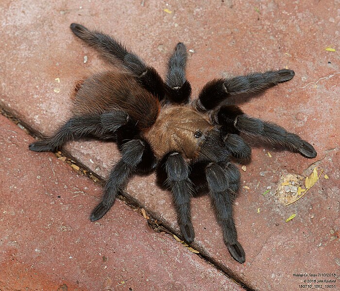 File:Aphonopelma anax 265624931.jpg