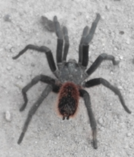 Aphonopelma caniceps