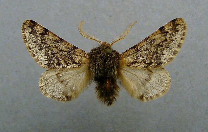 File:Apocheima hispidaria.jpg