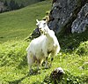 Appenzell Goat (552849728).jpg