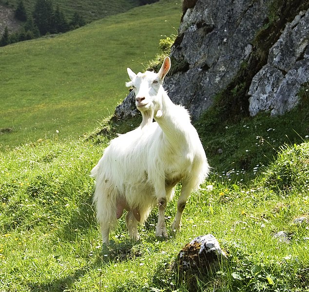 File:Appenzell Goat (552849728).jpg