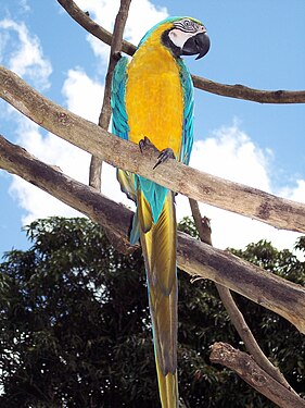 Parrot (Ara ararauna)