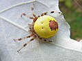 Araneus marmoreus