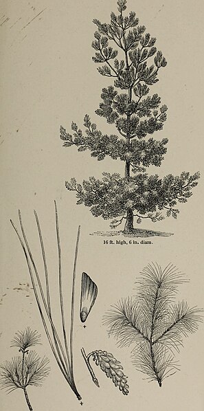 File:Arboretum et fruticetum britannicum, or - The trees and shrubs of Britain, native and foreign, hardy and half-hardy, pictorially and botanically delineated, and scientifically and popularly described (19563288359).jpg