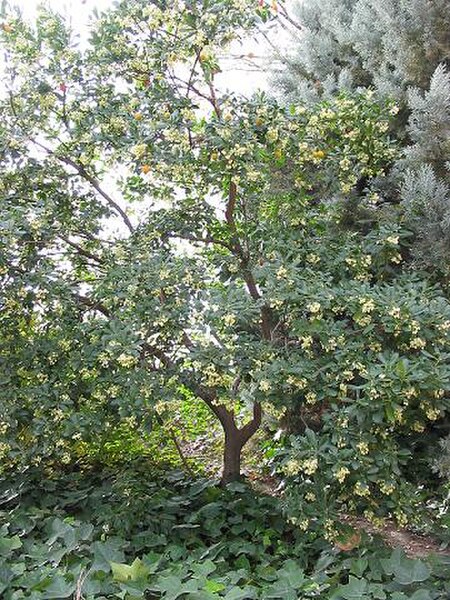 Tập_tin:Arbutus_unedo_-_tree.jpg