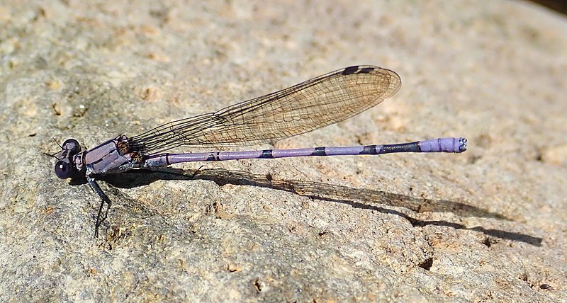 File:Argia tonto 29839786.jpg