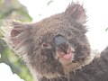 Aris-wild-koala-tongue-out-130116p22lowres.jpg