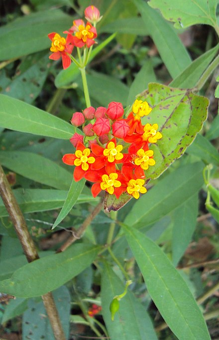 Asclepias Curassavica Wikiwand