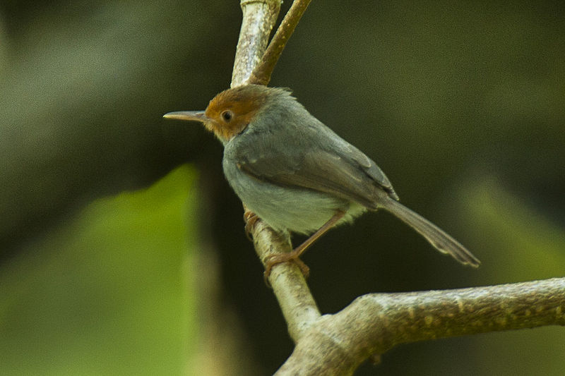 File:Ashy Tailorbird - Thailand H8O7587 (17142838368).jpg