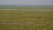 Thumbnail for File:Asian Openbills and Shoveler at Mangalajodi (19834250708).jpg