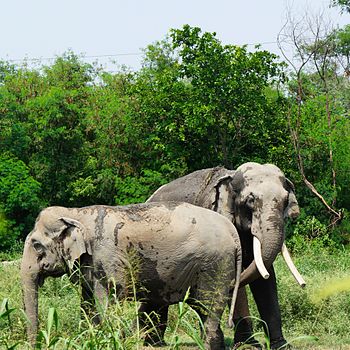 Asian elephants.jpg