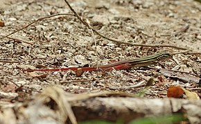 Aspidoscelis angusticeps.jpg resminin açıklaması.