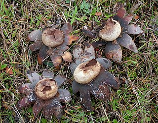 <i>Astraeus pteridis</i> Species of fungus