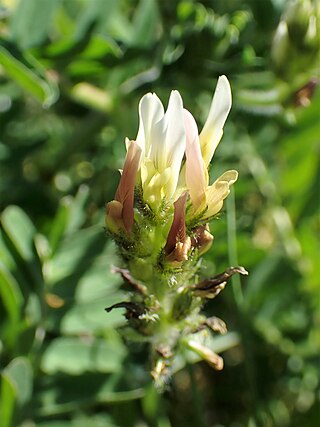 <i>Astragalus boeticus</i> Species of plant