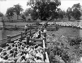 <span class="mw-page-title-main">Culling</span> Process of segregating organisms in biology