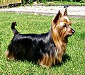 Thumbnail for Australian Silky Terrier