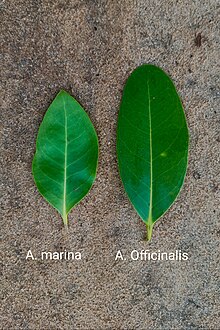 Avicennia Leaves Avicennia Leaves.jpg