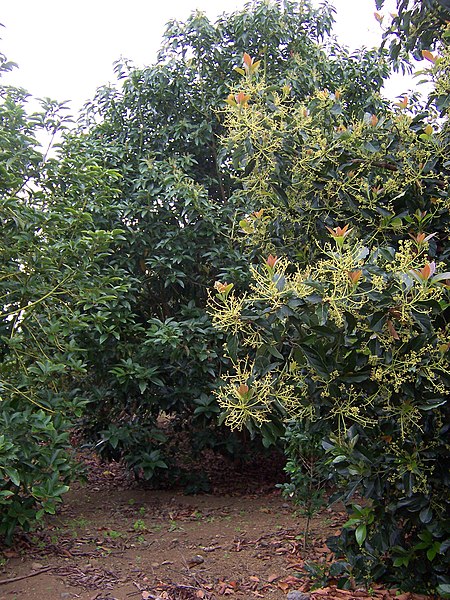 File:Avocado orchard 01.JPG