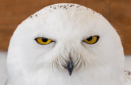 Bubo scandiacus (True Owl)