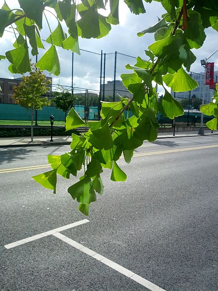 File:B19 Gingko biloba (Gingko) Close-up.jpg