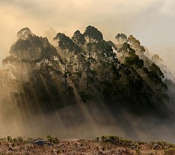 Eucalyptus trees with crepuscular rays, Marin Headlands, California