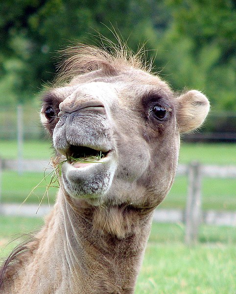 File:Bactrian.camel.smiles.arp.jpg