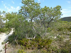 Banksia tricuspis