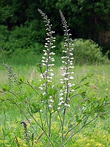 Baptisia alba MLA-2. jpg 