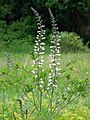 Baptisia alba