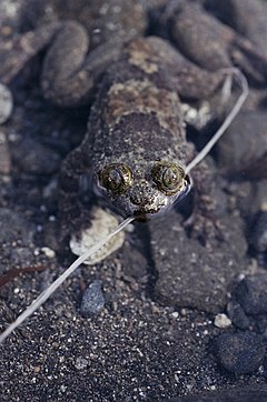 Description de l'image Barbourula busuangensis03.jpg.