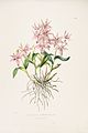 Barkeria spectabilis plate 33 in: James Bateman: The Orchidaceae of Mexiko and Guatemala, (1843)