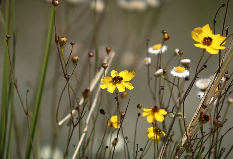 File:Beach sunflower (Helianthus debilis).JPG