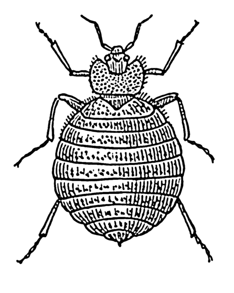 File:Bedbug (PSF).png