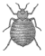 Bedbug (PSF).png