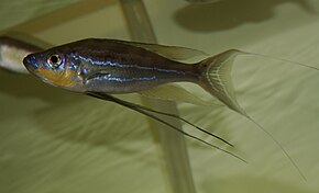 Описание изображения Benthochromis tricoti.jpg.