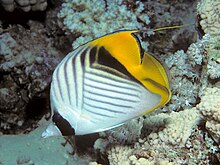 Bep chaetodon auriga sharm.jpg