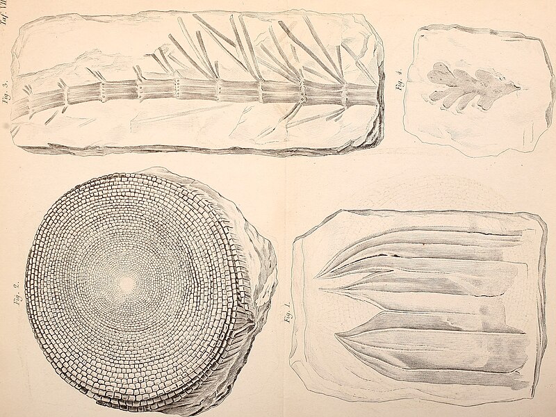 File:Bericht der Naturforschenden Gesellschaft zu Bamberg (1860) (20179112869).jpg