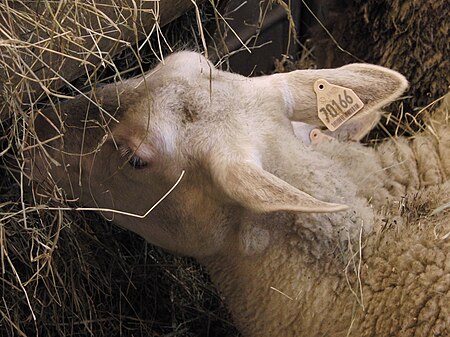 Cừu Berichon Indre