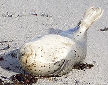 A harbor seal on a Big Sur beach