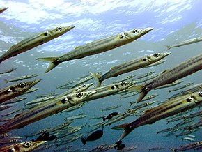 A Bigeye_barracuda.jpg kép leírása.