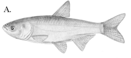 Pettyes busa (Hypophthalmichthys nobilis)