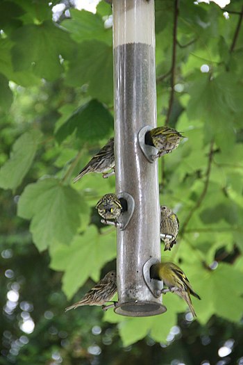 English: Bird feeder, Longshaw Lodge, Sheffiel...