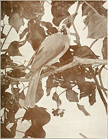 Bird notes (1913) (14563409808).jpg