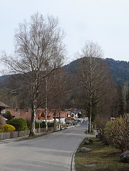 Birkenallee in Bad Heilbrunn